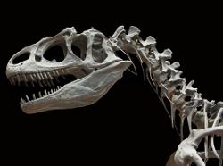 Dinossauro Alossauro Esqueleto